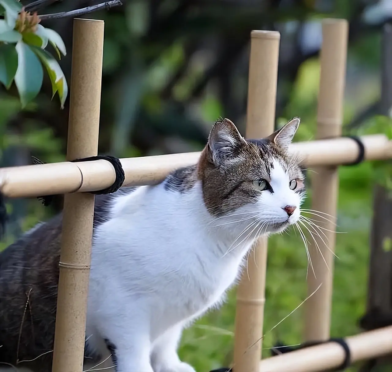 养久的猫咪，为什么不能随便送？背后原因让人动容！