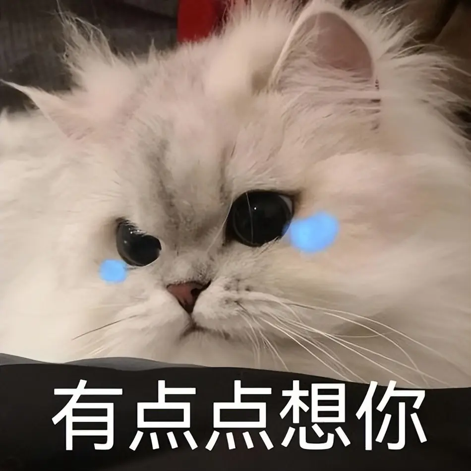 养久的猫咪，为什么不能随便送？背后原因让人动容！