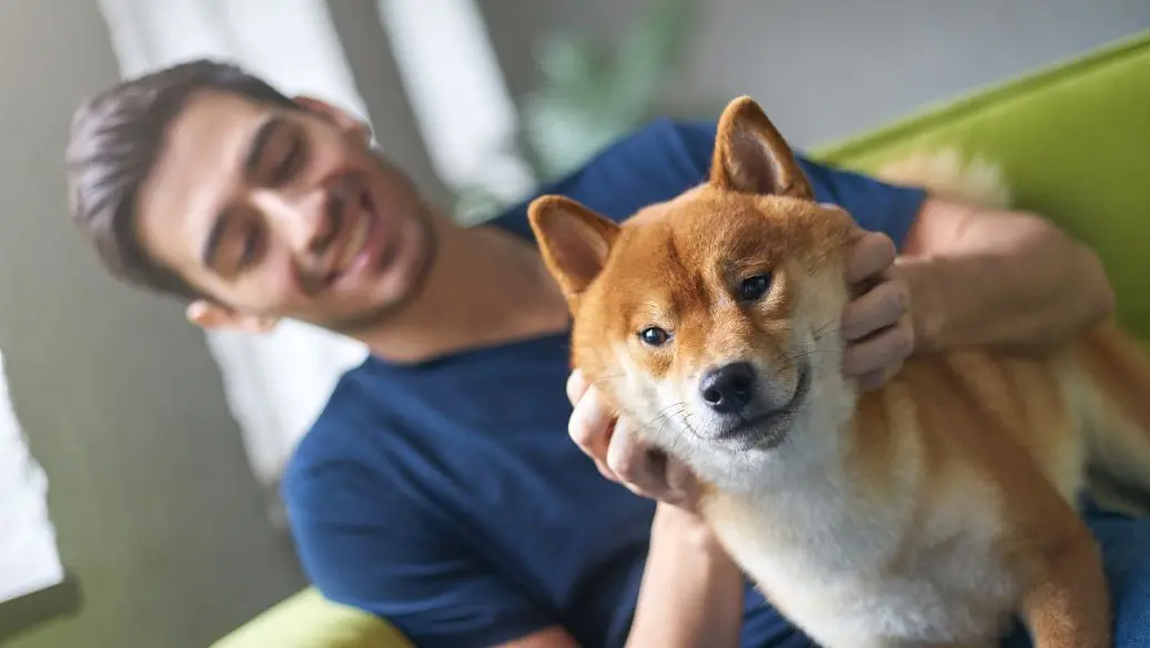 为何柴犬成了宠物界顶流？这些优点让人无法拒绝！