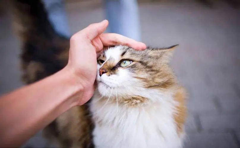 猫咪用头顶你？这不是调皮，而是深情的暗示！