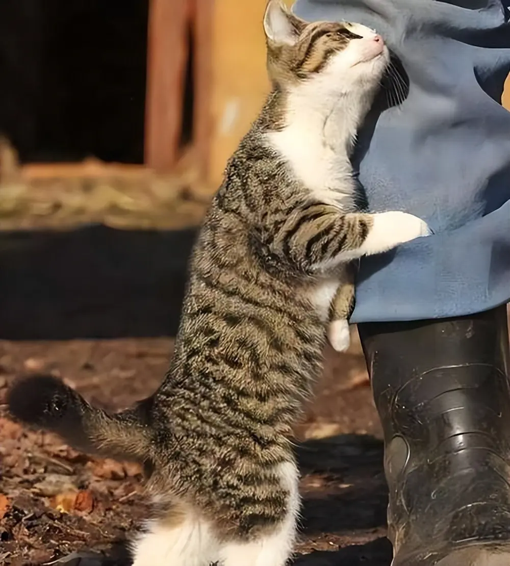 猫咪用头顶你？这不是调皮，而是深情的暗示！