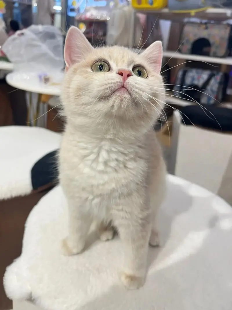 猫粮选购指南：掌握这几步，再也不纠结！