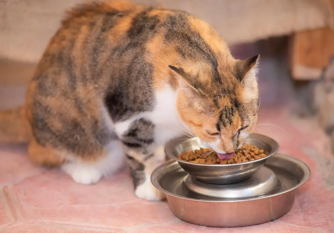 猫粮选购指南：掌握这几步，再也不纠结！