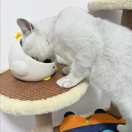 猫粮选购指南：掌握这几步，再也不纠结！