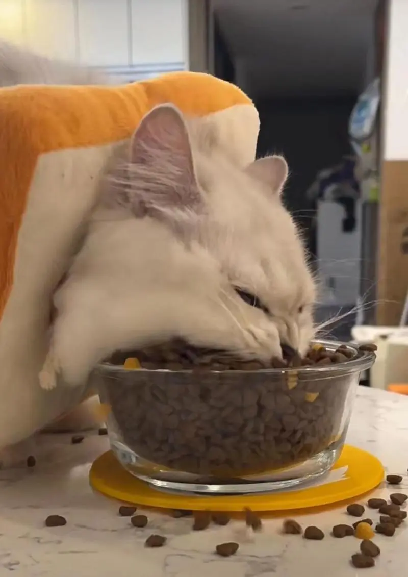 猫粮选购指南：掌握这几步，再也不纠结！