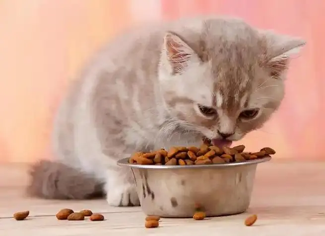 猫粮选购指南：掌握这几步，再也不纠结！
