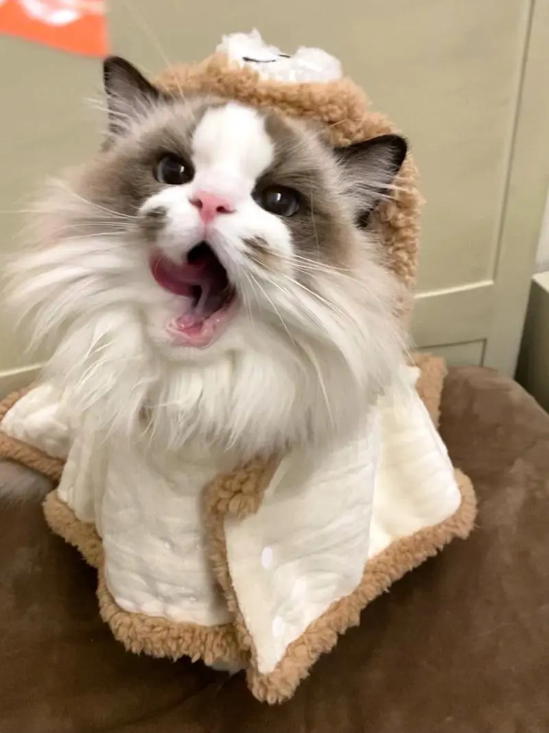 猫粮选购指南：掌握这几步，再也不纠结！