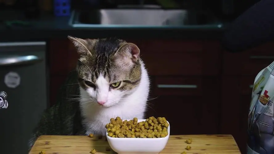 猫粮选购指南：掌握这几步，再也不纠结！