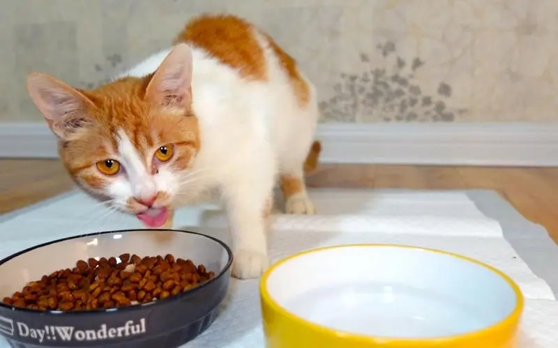 猫粮选购指南：掌握这几步，再也不纠结！