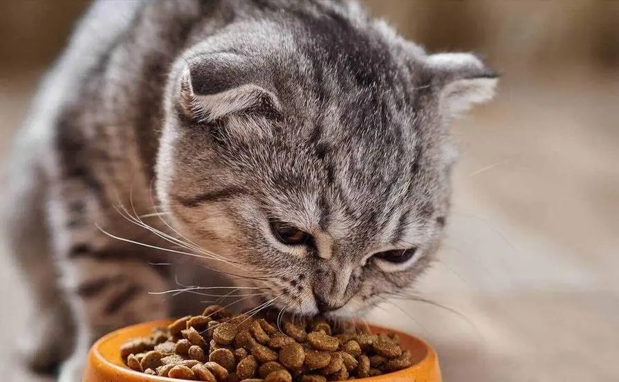 猫粮选购指南：掌握这几步，再也不纠结！