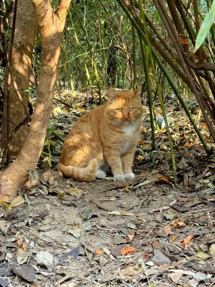 怪不得小区的猫咪都胖嘟嘟的，原来背后有“神秘投喂人”！