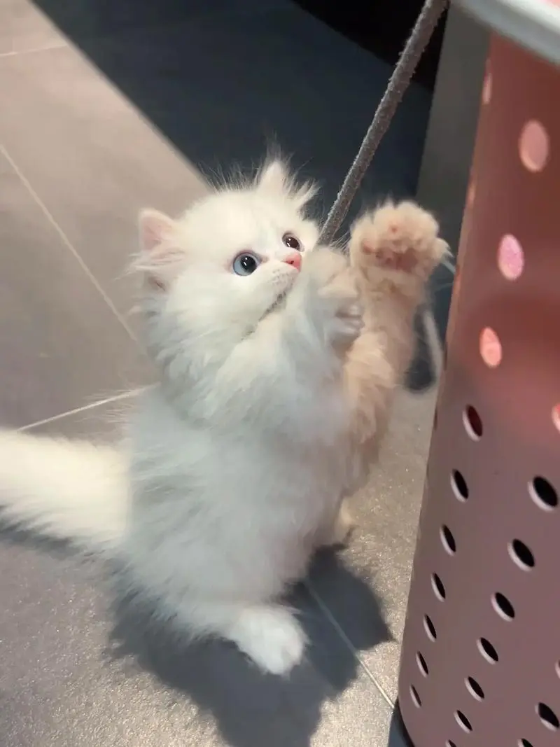 猫咪幼年期必做的9件事，错过一步都可能后悔！