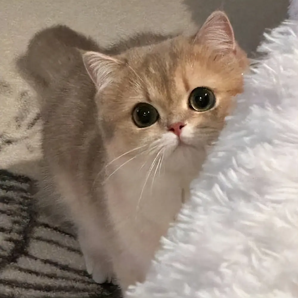 猫咪幼年期必做的9件事，错过一步都可能后悔！