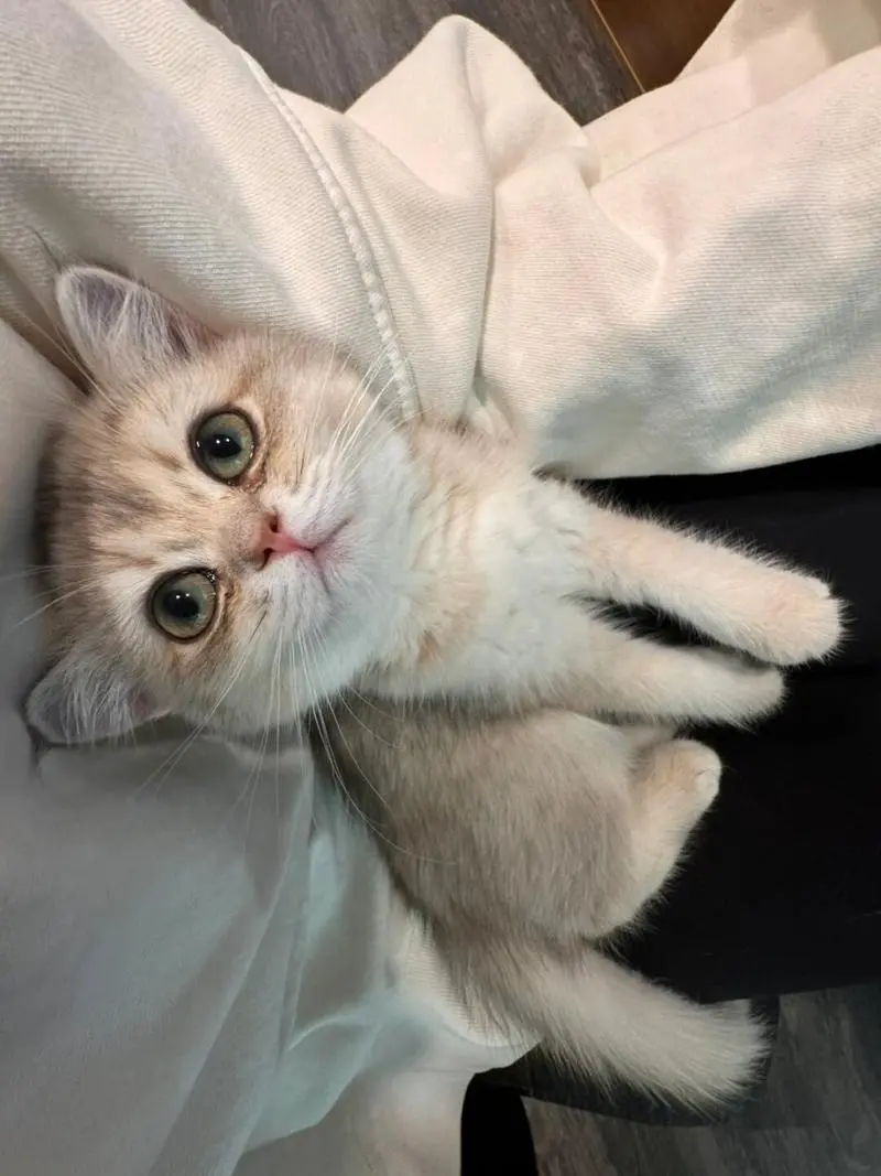 猫咪幼年期必做的9件事，错过一步都可能后悔！