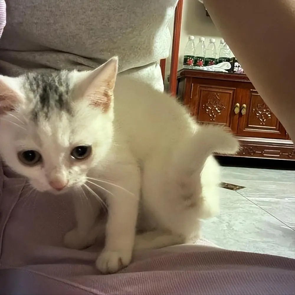 猫咪幼年期必做的9件事，错过一步都可能后悔！
