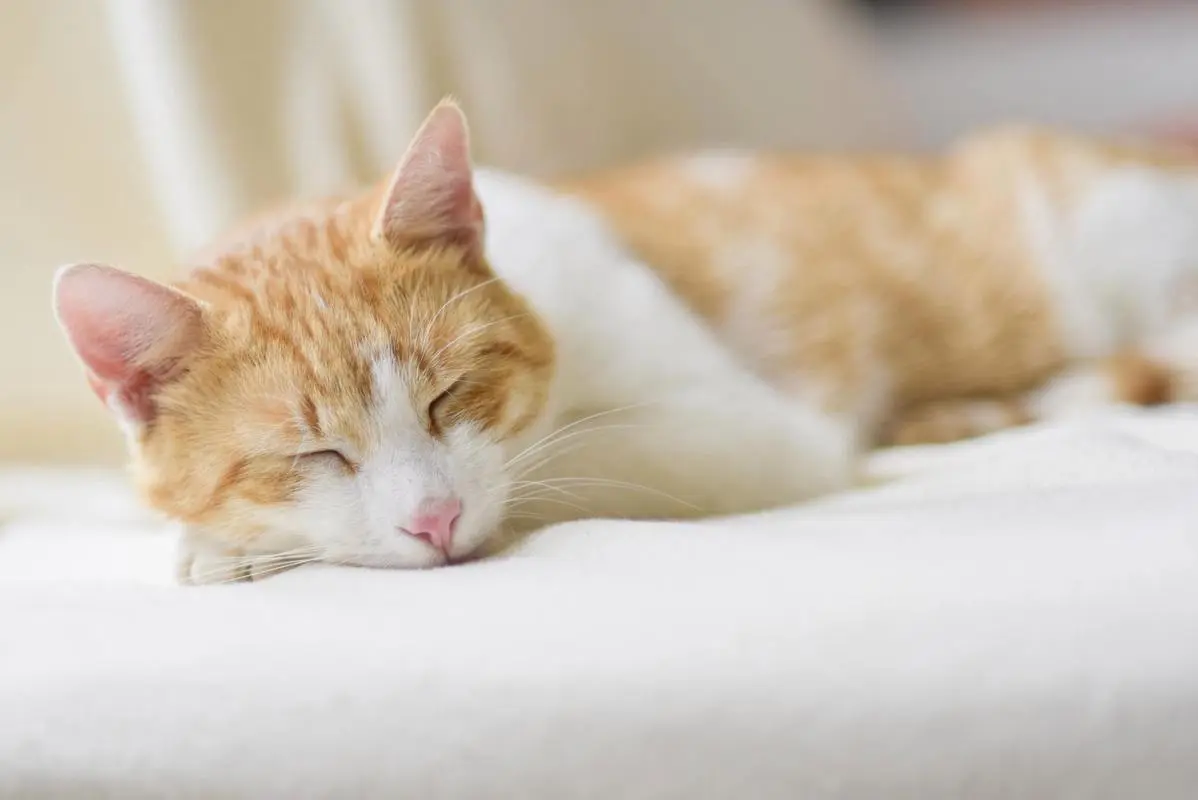 猫咪幼年期必做的9件事，错过一步都可能后悔！