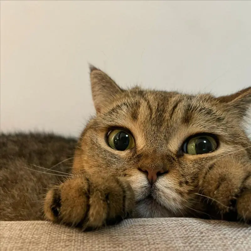 猫咪幼年期必做的9件事，错过一步都可能后悔！