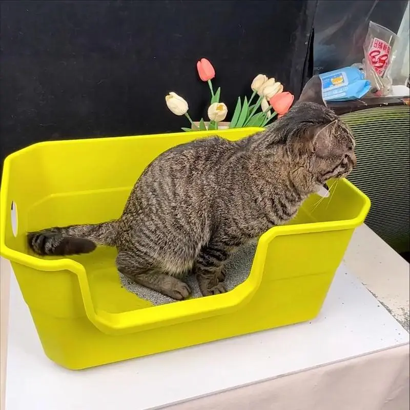 猫咪幼年期必做的9件事，错过一步都可能后悔！
