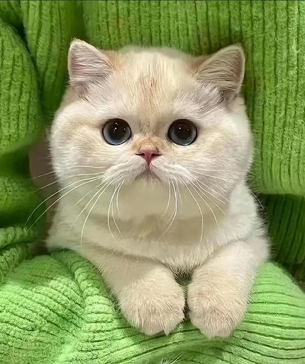 猫咪幼年期必做的9件事，错过一步都可能后悔！