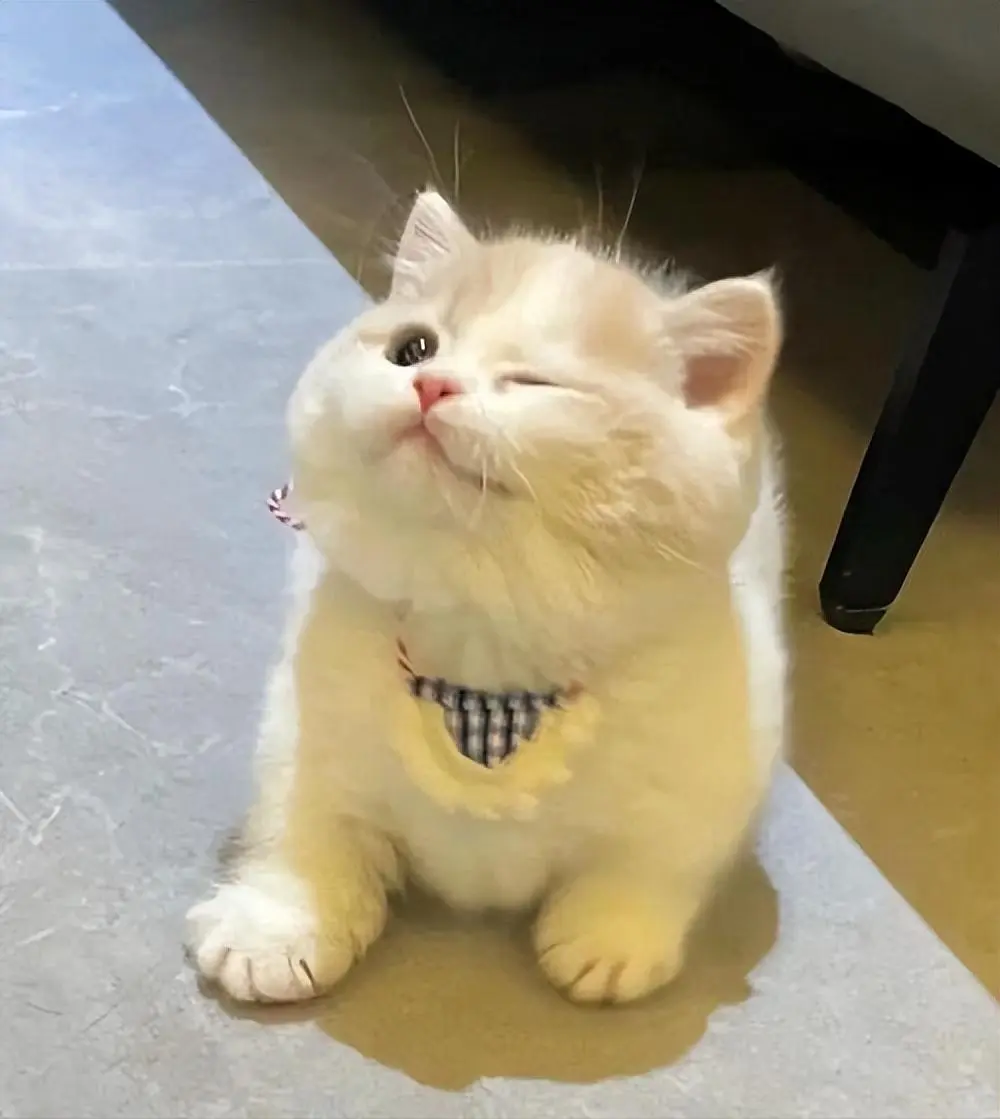 猫咪幼年期必做的9件事，错过一步都可能后悔！