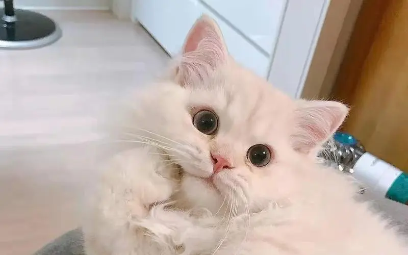 猫咪幼年期必做的9件事，错过一步都可能后悔！