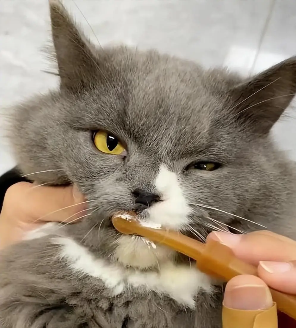 猫咪幼年期必做的9件事，错过一步都可能后悔！
