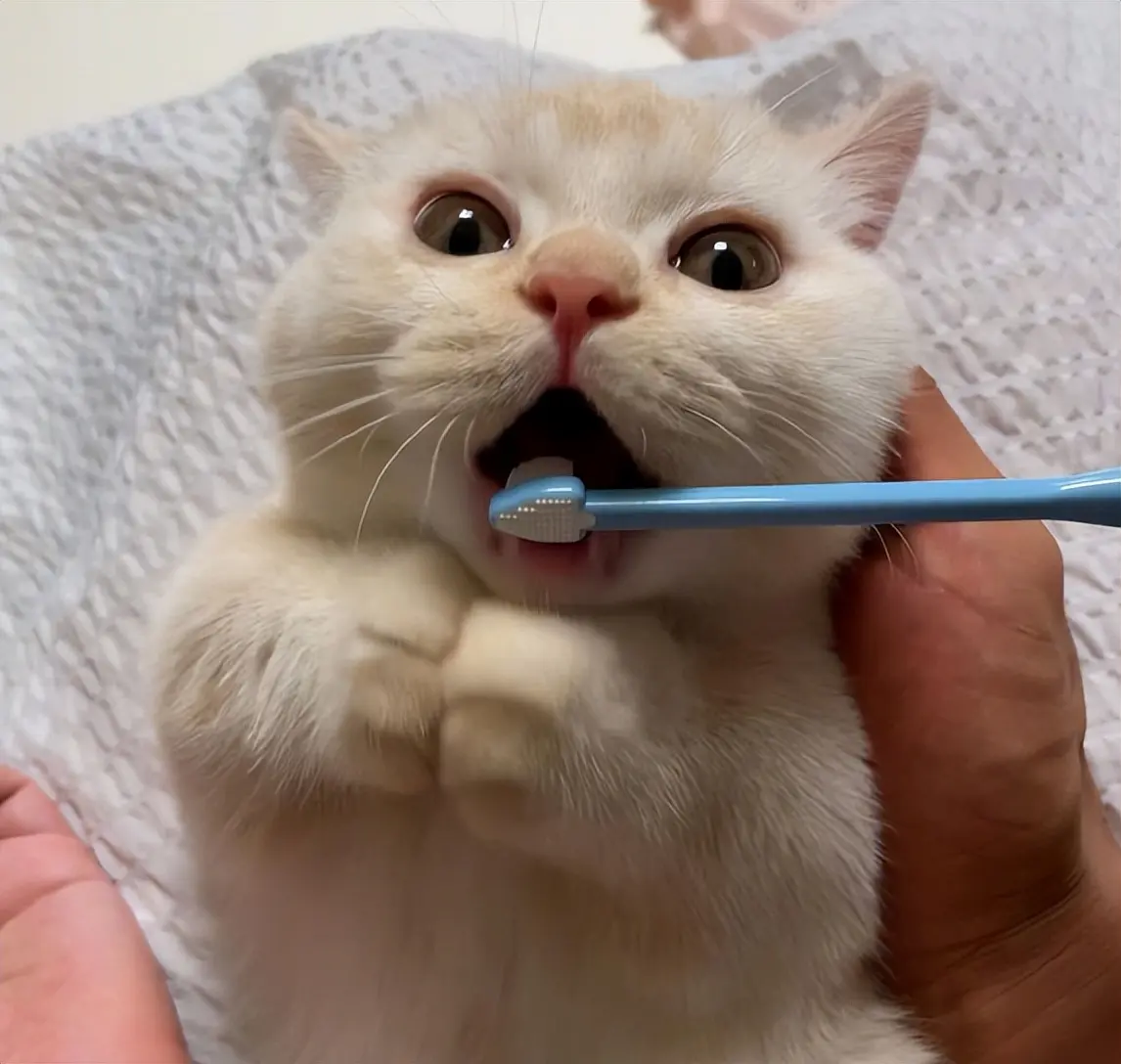 猫咪幼年期必做的9件事，错过一步都可能后悔！