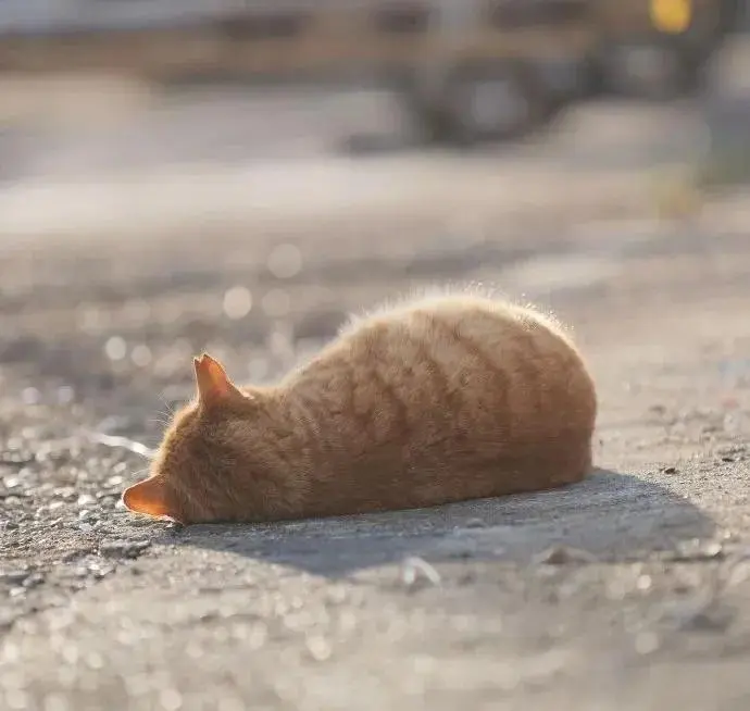 请注意，前方发现一只猫猫虫，萌化寒冬的心！