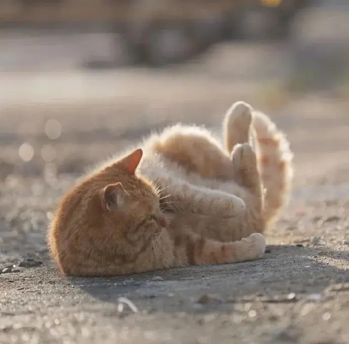 请注意，前方发现一只猫猫虫，萌化寒冬的心！