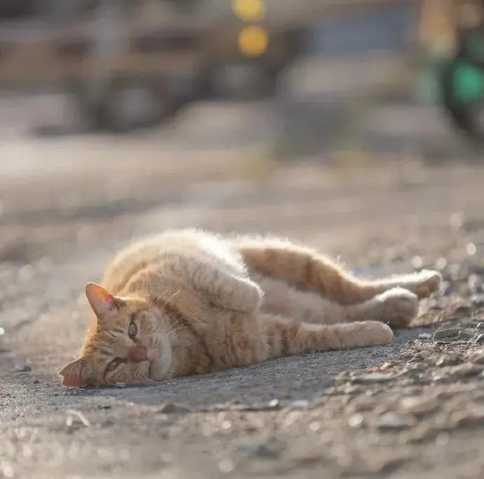 请注意，前方发现一只猫猫虫，萌化寒冬的心！