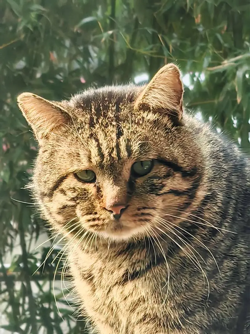 狸花猫“胖成球”，兽医无奈劝告：再不减肥就难长寿了！