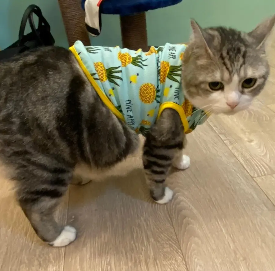 本喵不是圆只是虚胖！大尺码猫猫换新衣发现「没有一件穿得下」，网笑：都是衣服的错！