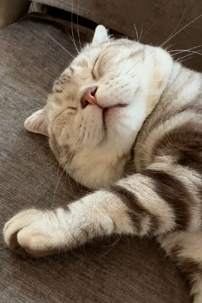 打瞌睡表情包大集合！每天都超爱困的猫猫「小汪」，网：礼拜一的我本人