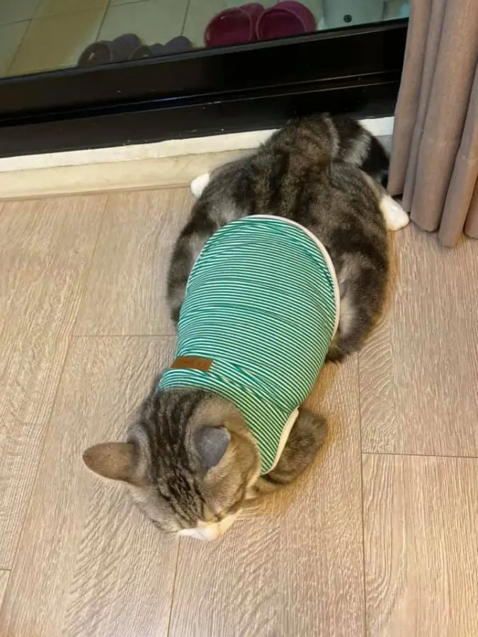 本喵不是圆只是虚胖！大尺码猫猫换新衣发现「没有一件穿得下」，网笑：都是衣服的错！