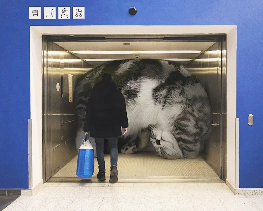 在城市里大搞怪的「巨无霸猫猫」，巨型萌物！网友：我还不吸爆！