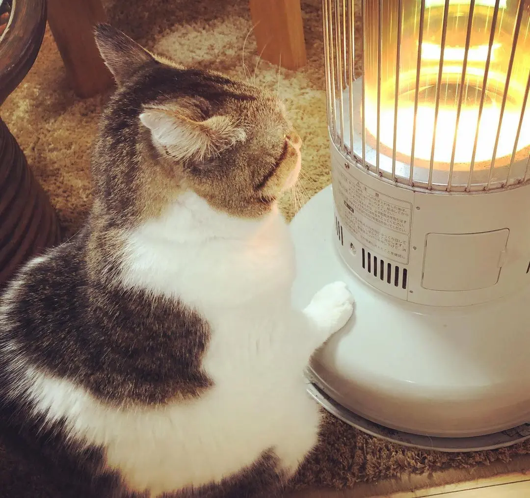 天冷就要烤手手！日本小胖猫「肉球紧贴暖炉」一脸舒爽，网：好像烤麻糬