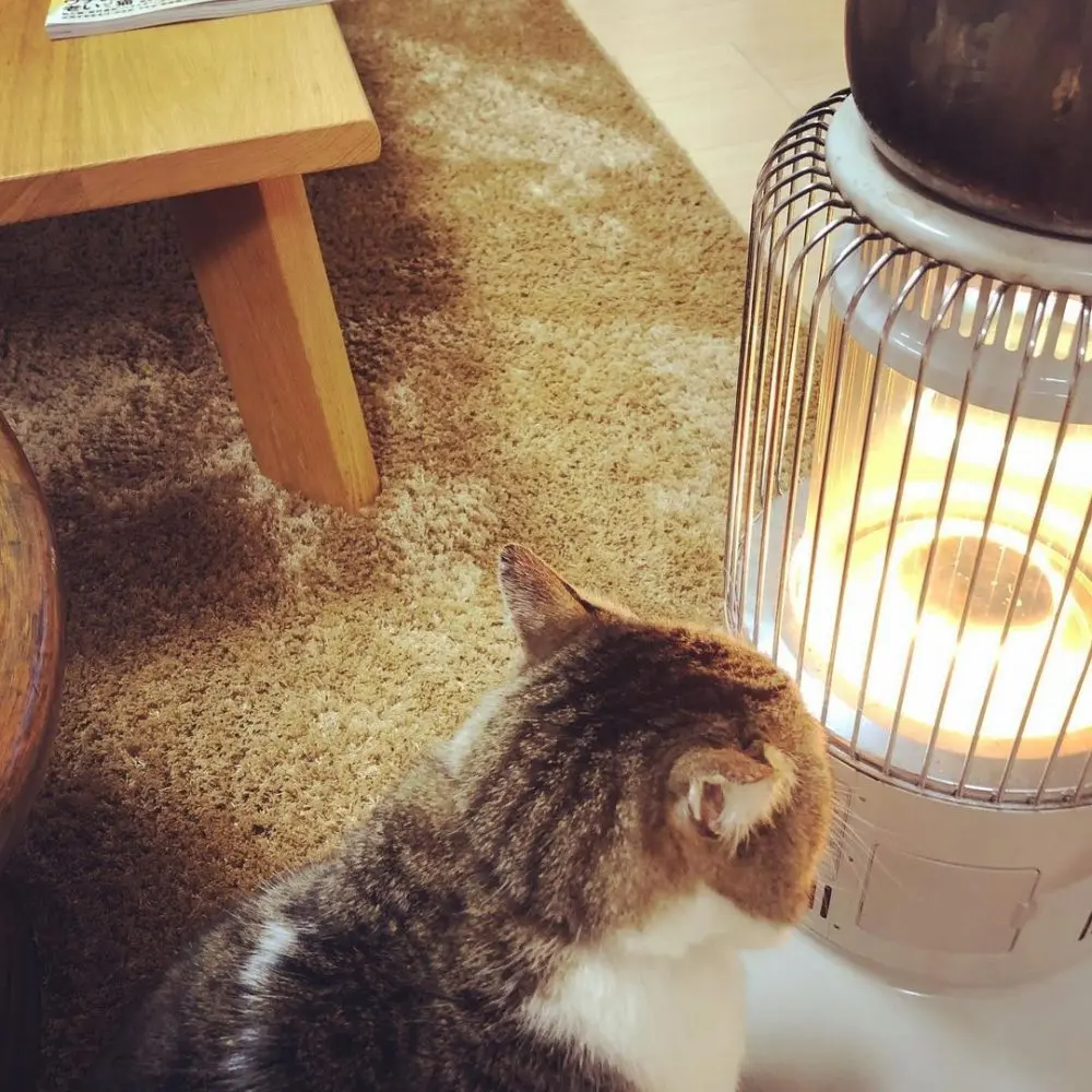 天冷就要烤手手！日本小胖猫「肉球紧贴暖炉」一脸舒爽，网：好像烤麻糬