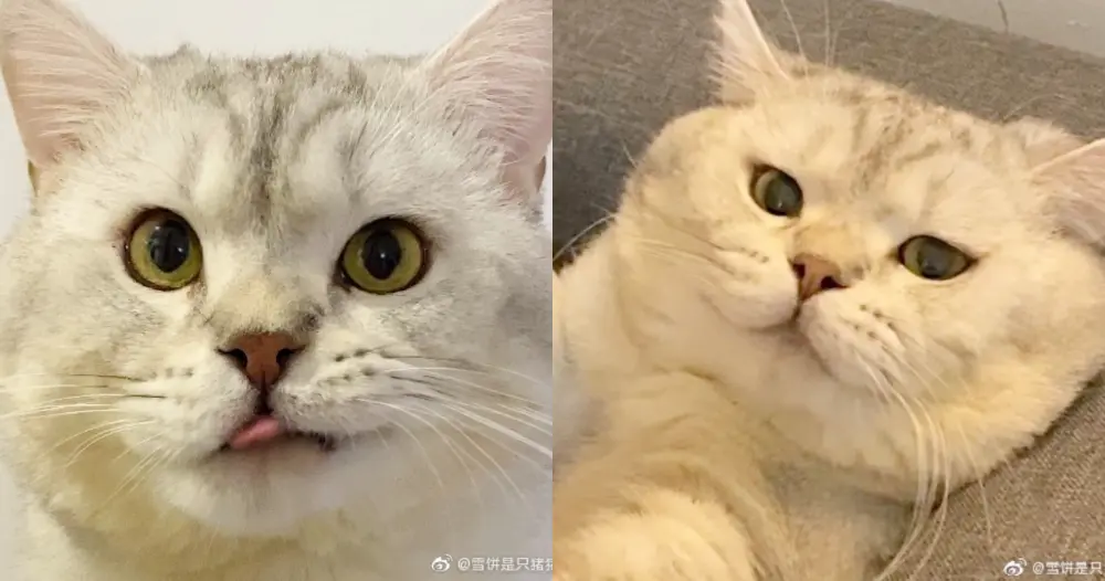 全网最委屈的猫猫「雪饼」：猫猫心里苦但猫猫不说！