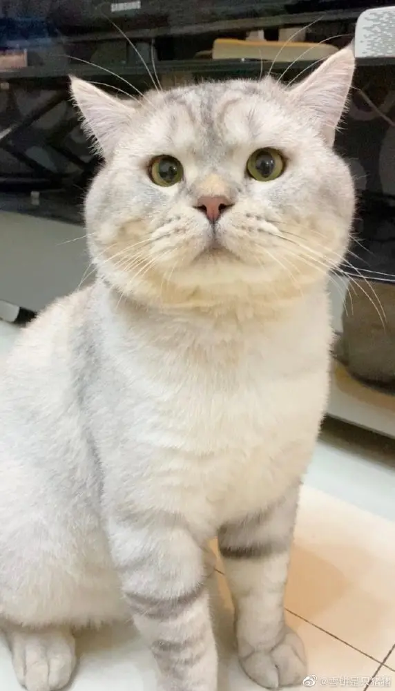 全网最委屈的猫猫「雪饼」：猫猫心里苦但猫猫不说！