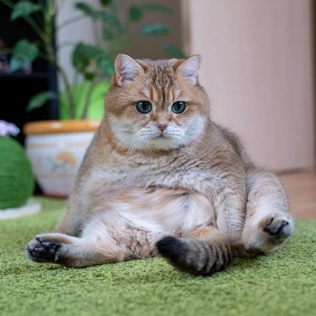 十只橘猫九只胖，这只「奶油厚片猫」身材傲人