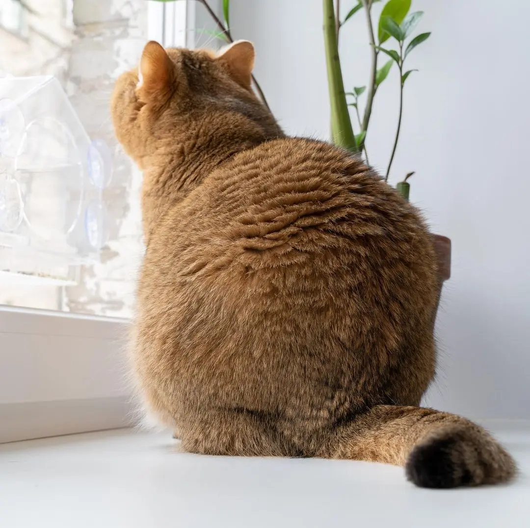 十只橘猫九只胖，这只「奶油厚片猫」身材傲人