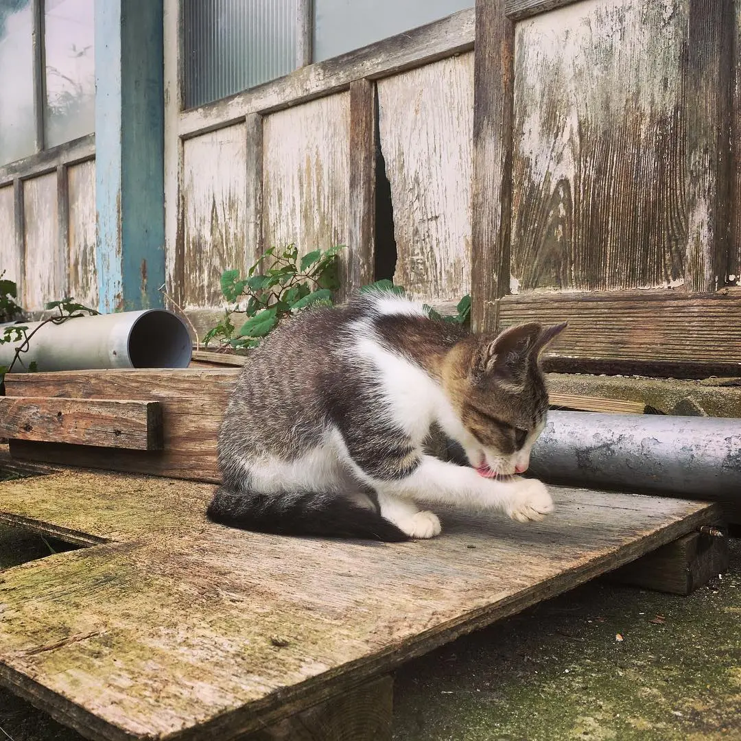 日本4大治愈爆棚猫岛大特集！猫咪军团来袭