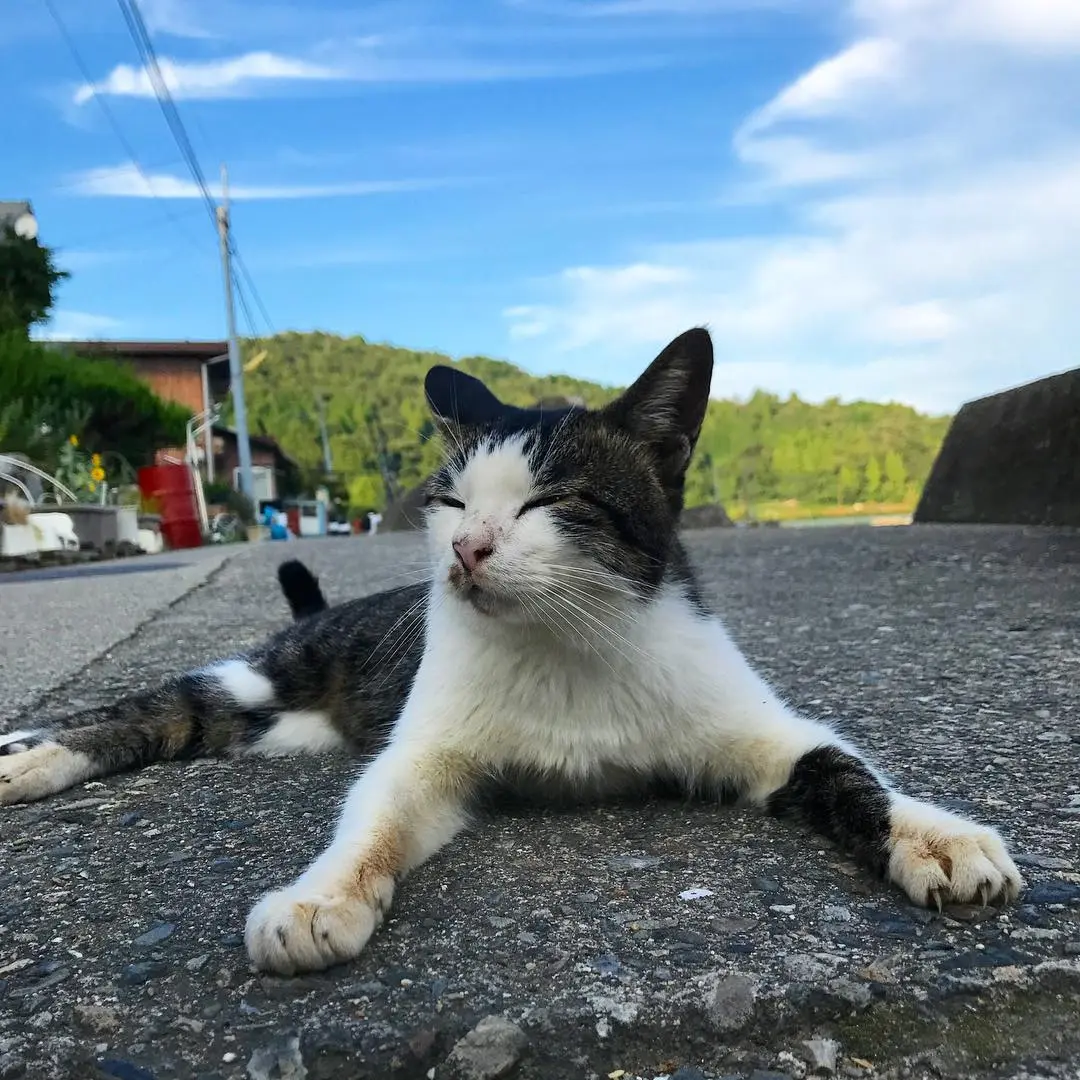 日本4大治愈爆棚猫岛大特集！猫咪军团来袭