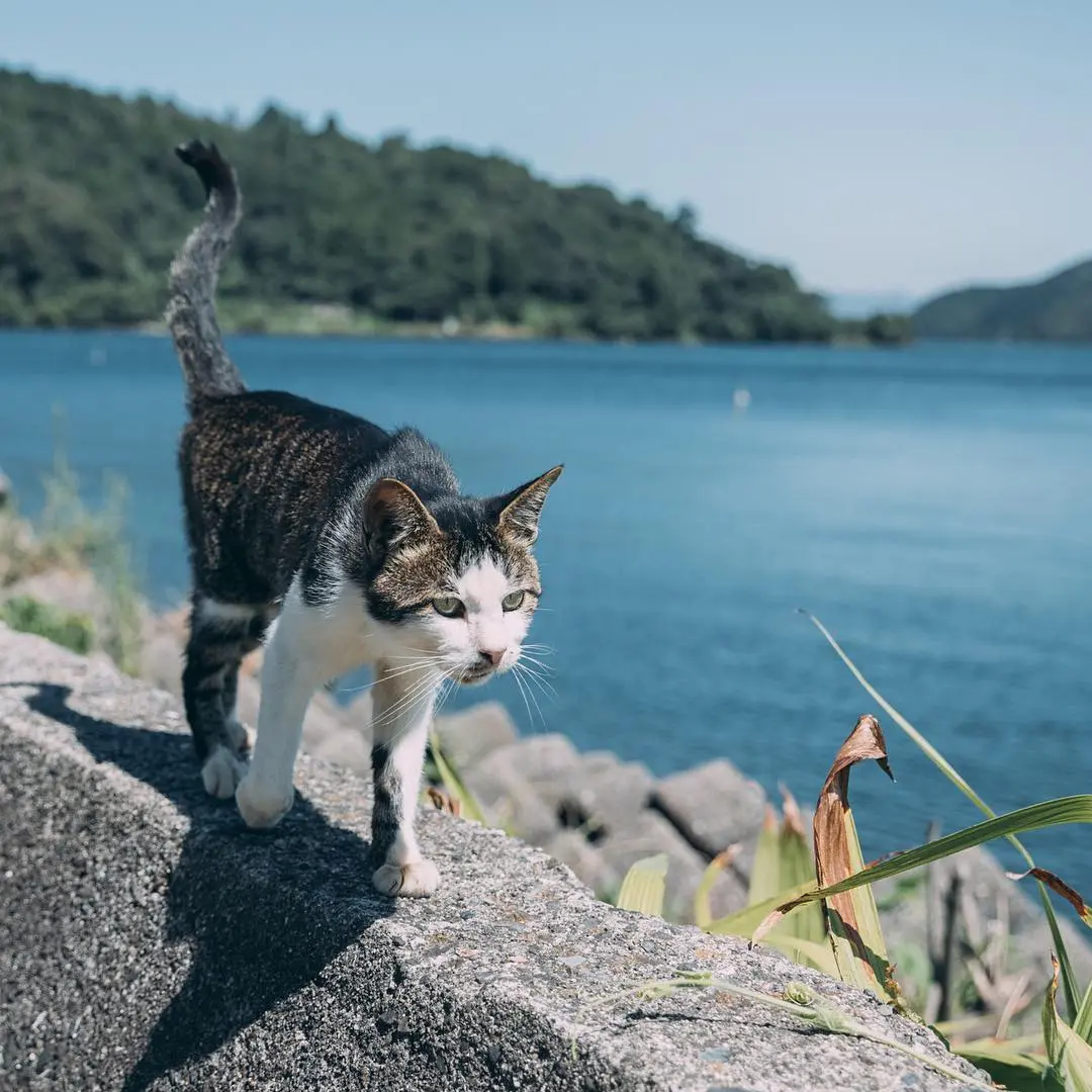 日本4大治愈爆棚猫岛大特集！猫咪军团来袭