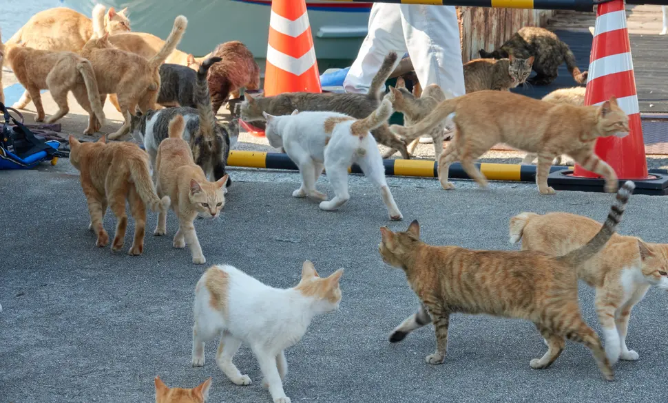 日本4大治愈爆棚猫岛大特集！猫咪军团来袭