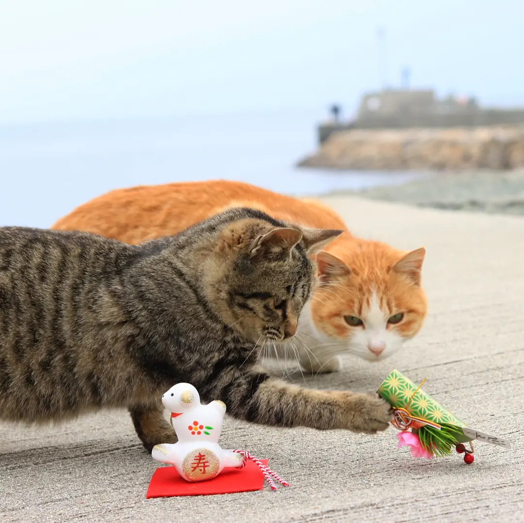 日本4大治愈爆棚猫岛大特集！猫咪军团来袭