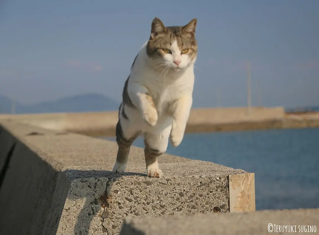 日本4大治愈爆棚猫岛大特集！猫咪军团来袭