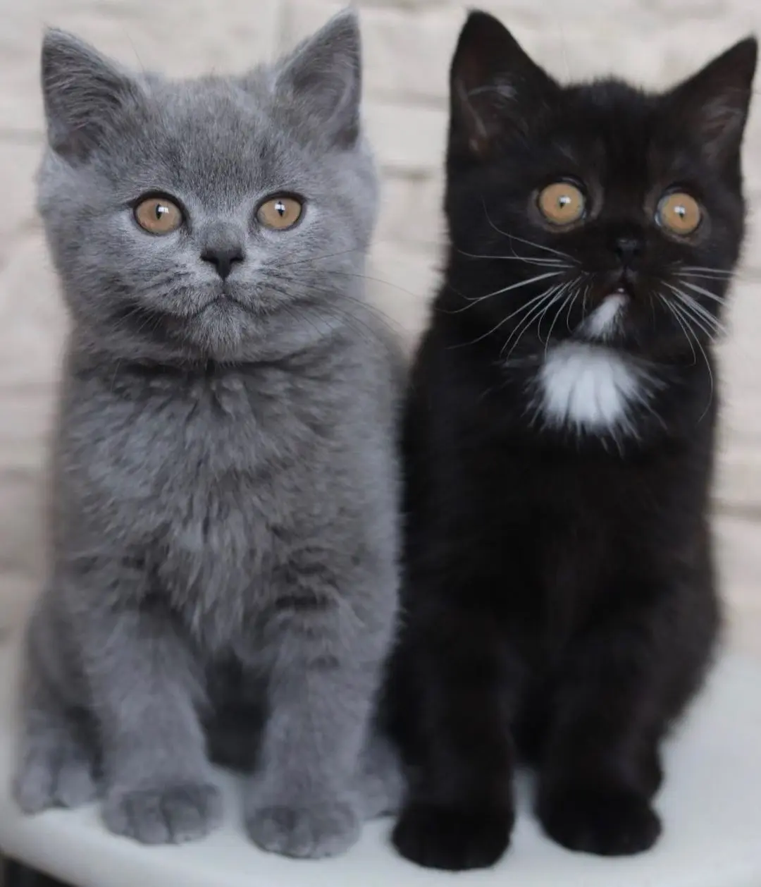 这就是我的另一半！法国阴阳猫生出黑灰双胞胎，完美复制花色引起热议！