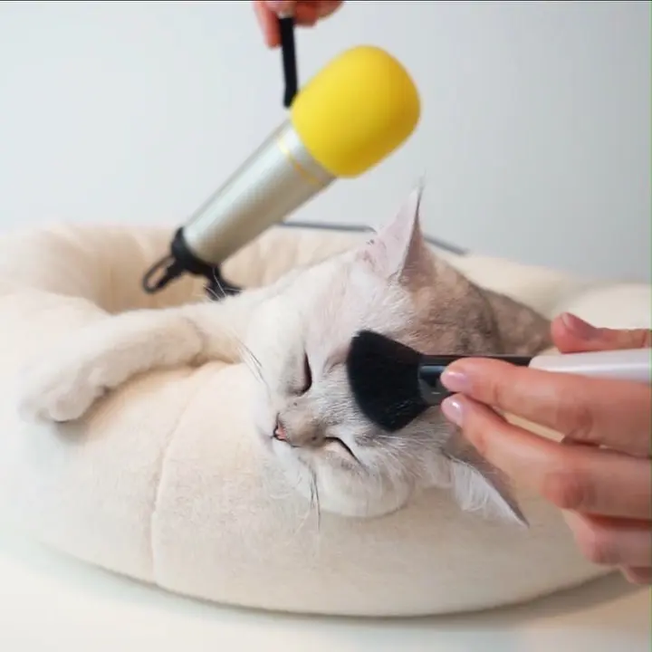最治愈的吃饭声，萌猫KIWI「吃播ASMR」，冲击你的耳膜！