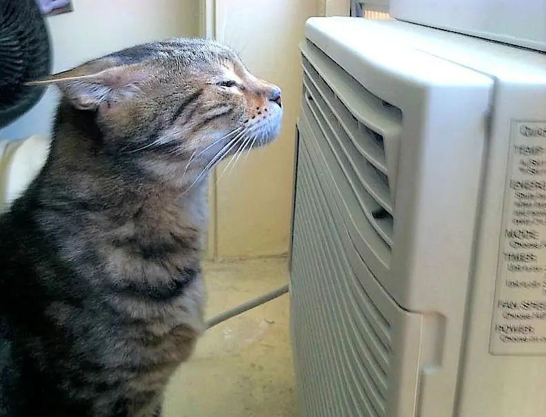 夏天来啦，给猫咪降温的错误方法，你中了几条？